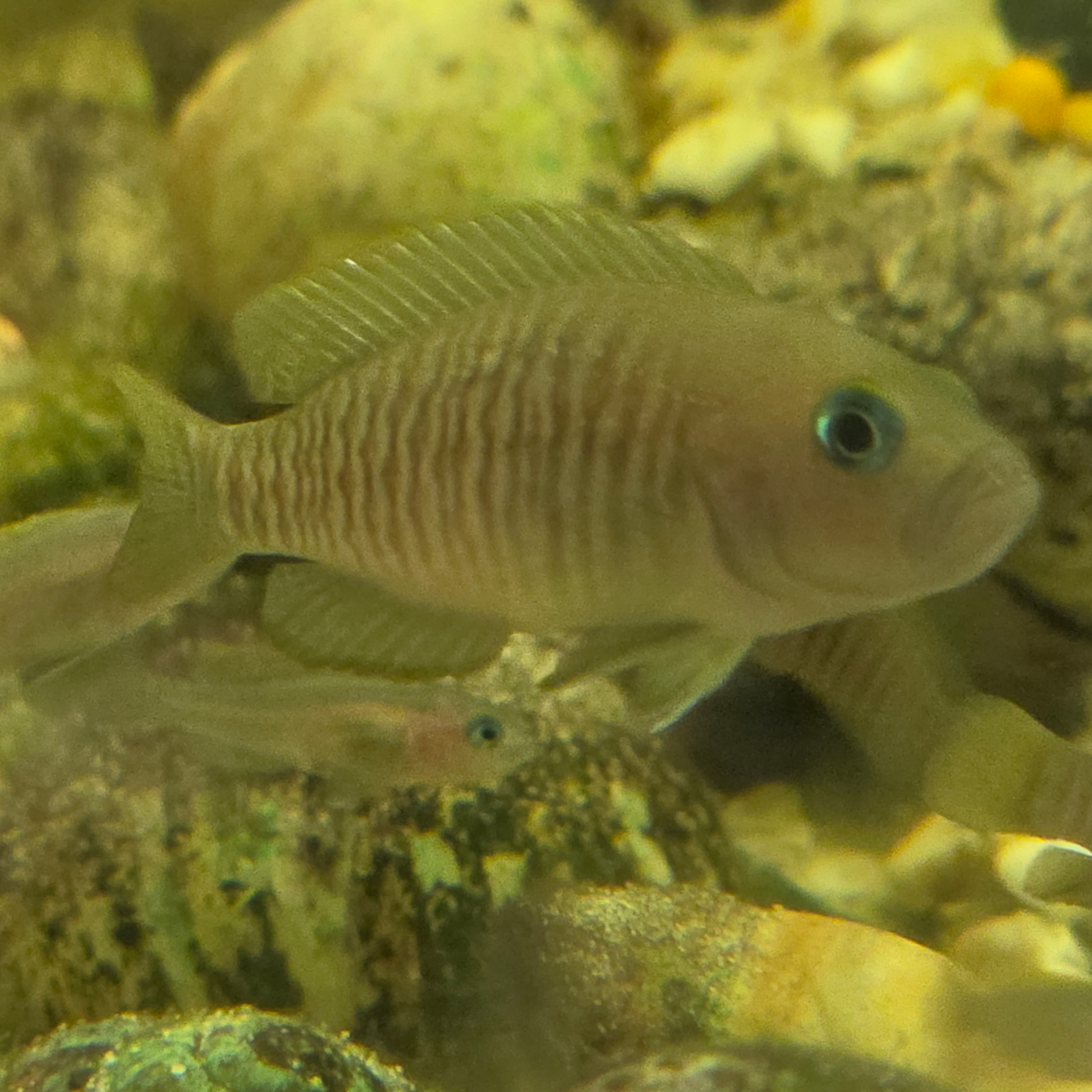 A small striped Neolamprologus multifasciatus (shellie) cichlid and fry  swimming in a natural-looking underwater scene with escargot shells and rocks.