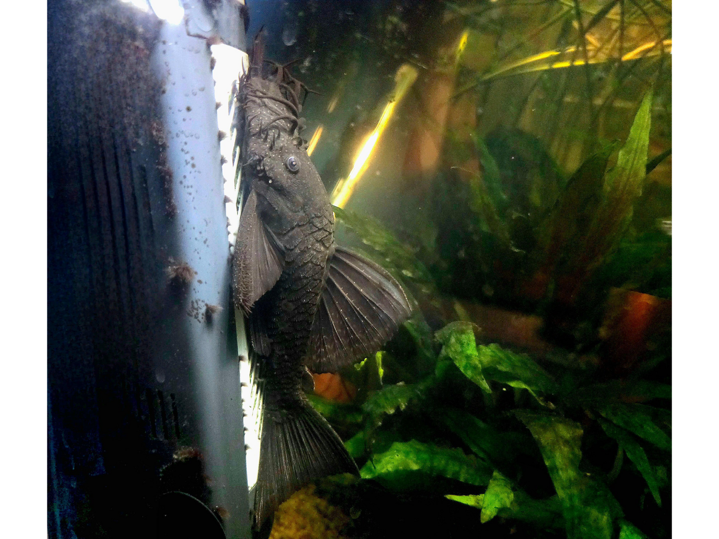 Orange Spot Bristlenose Pleco