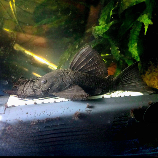 Large Male orange spot bristlenose with a unique spiny dorsal fin in an aquarium setting