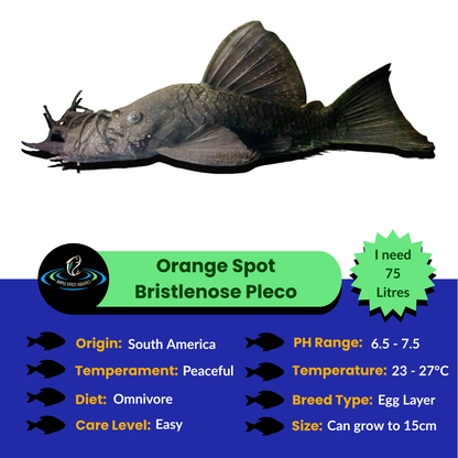 Orange Spot Bristlenose Pleco with care information on a white background