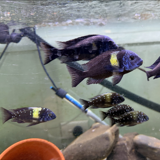 Several dark Tropheus Duboisi cichlid fish with yellow and white markings swim in a home aquarium with rocks, a heater, and a terricotta pot visible in the background.