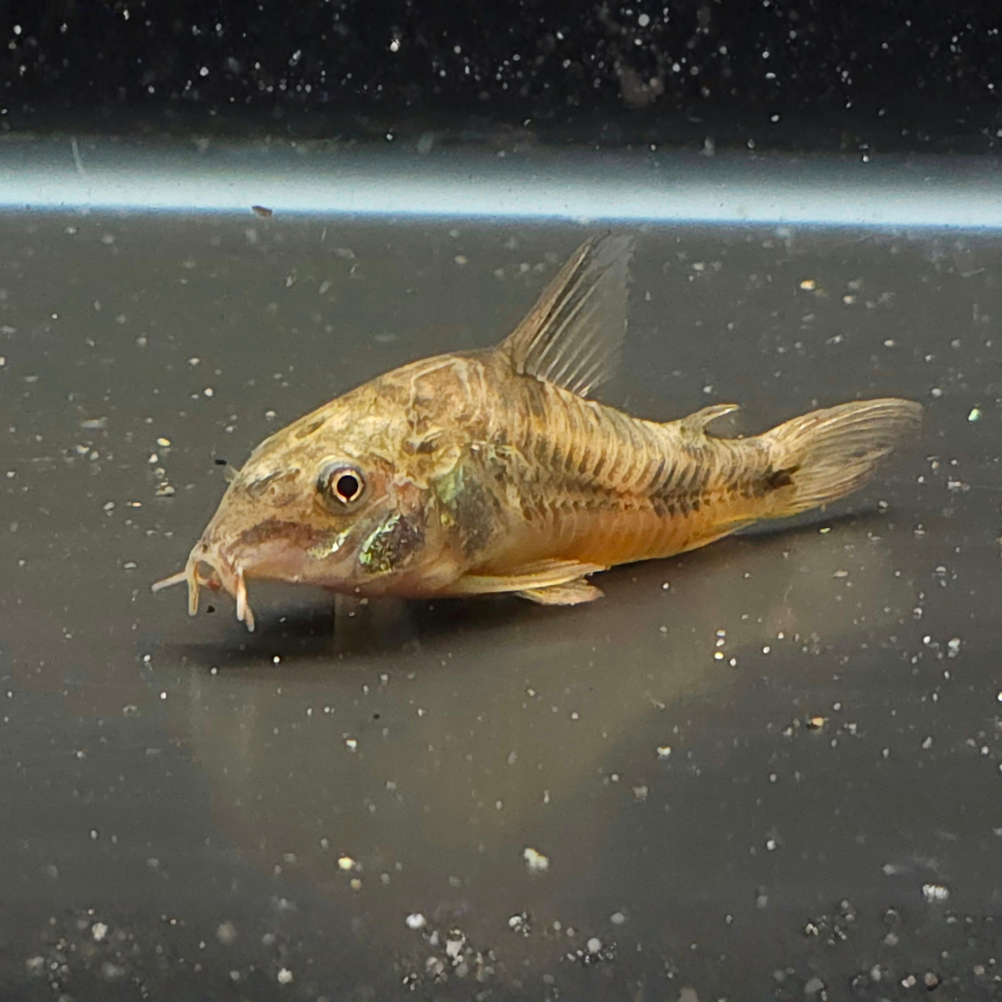 Small brown catfish on a dark reflective surface