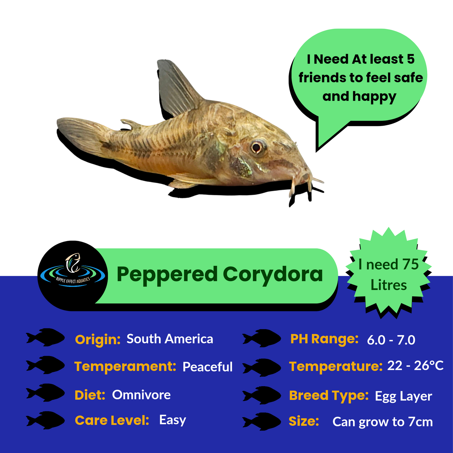 Peppered Corydora fish with care information on a white background