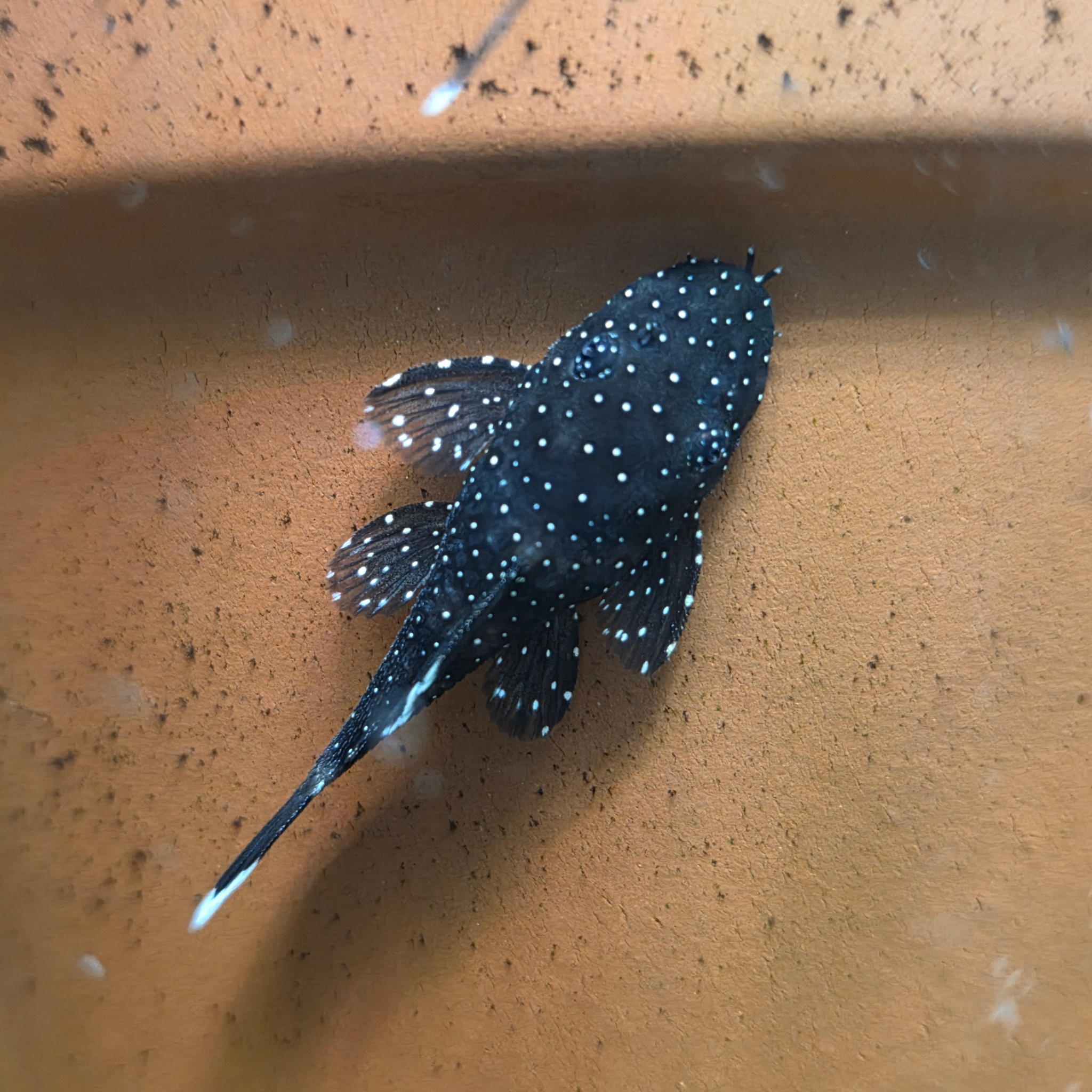 Black fish with white spots on a brown surface