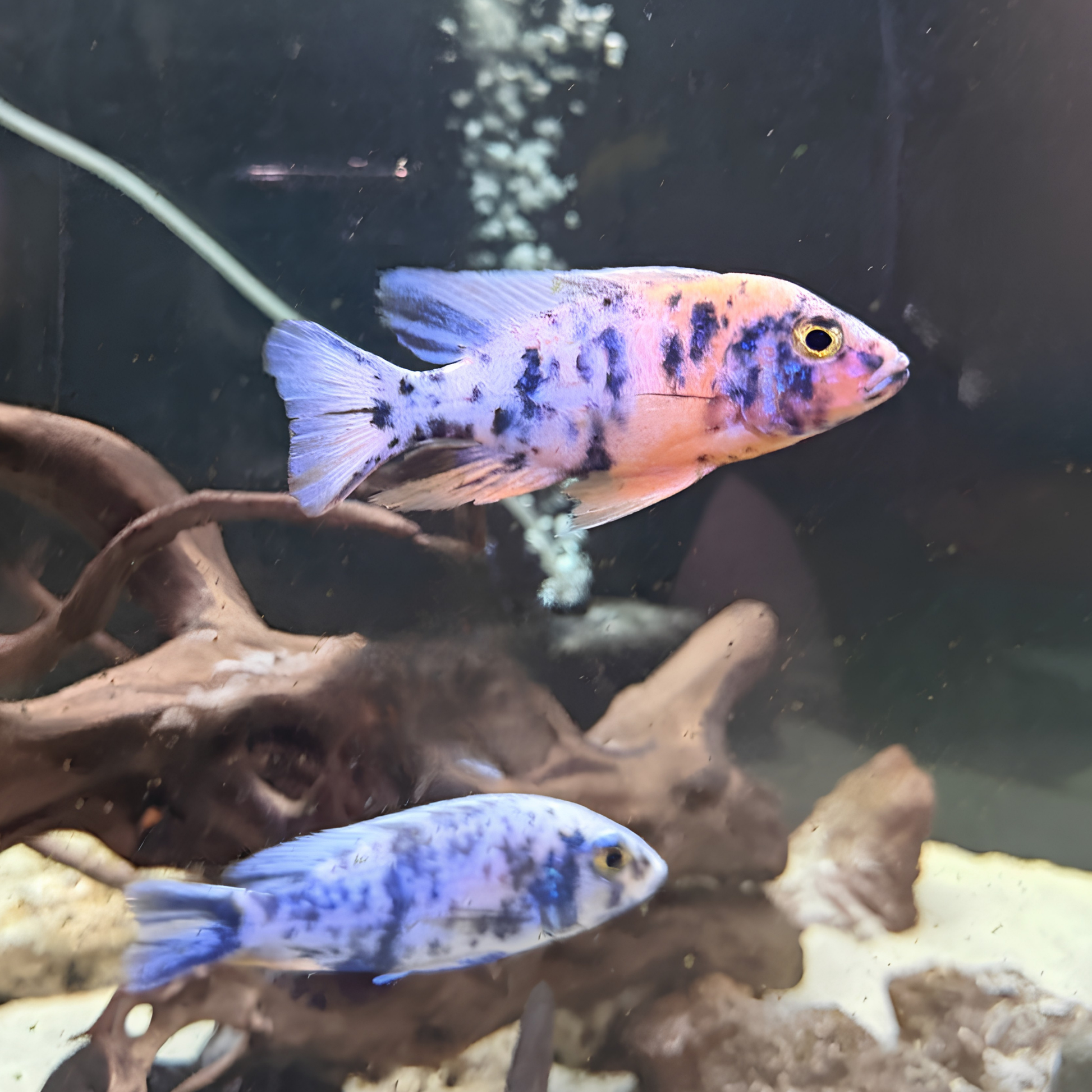 Two OB Peacock Cichlids, swimming in a tank with driftwood and rocks. The top fish has a pinkish-orange body with dark blue mottled blotches, and the bottom fish is light blue with dark blue mottled blotches.