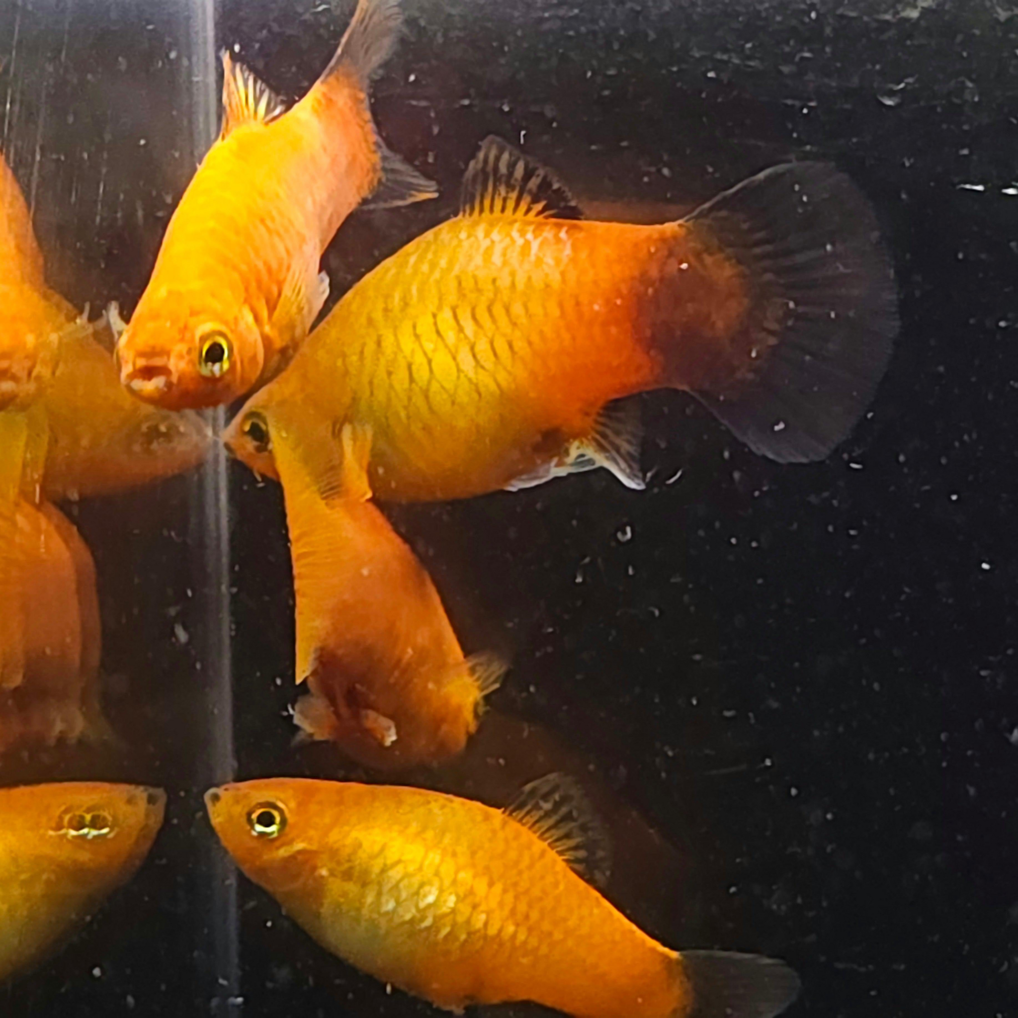 Orange fish swimming in a tank with a black background