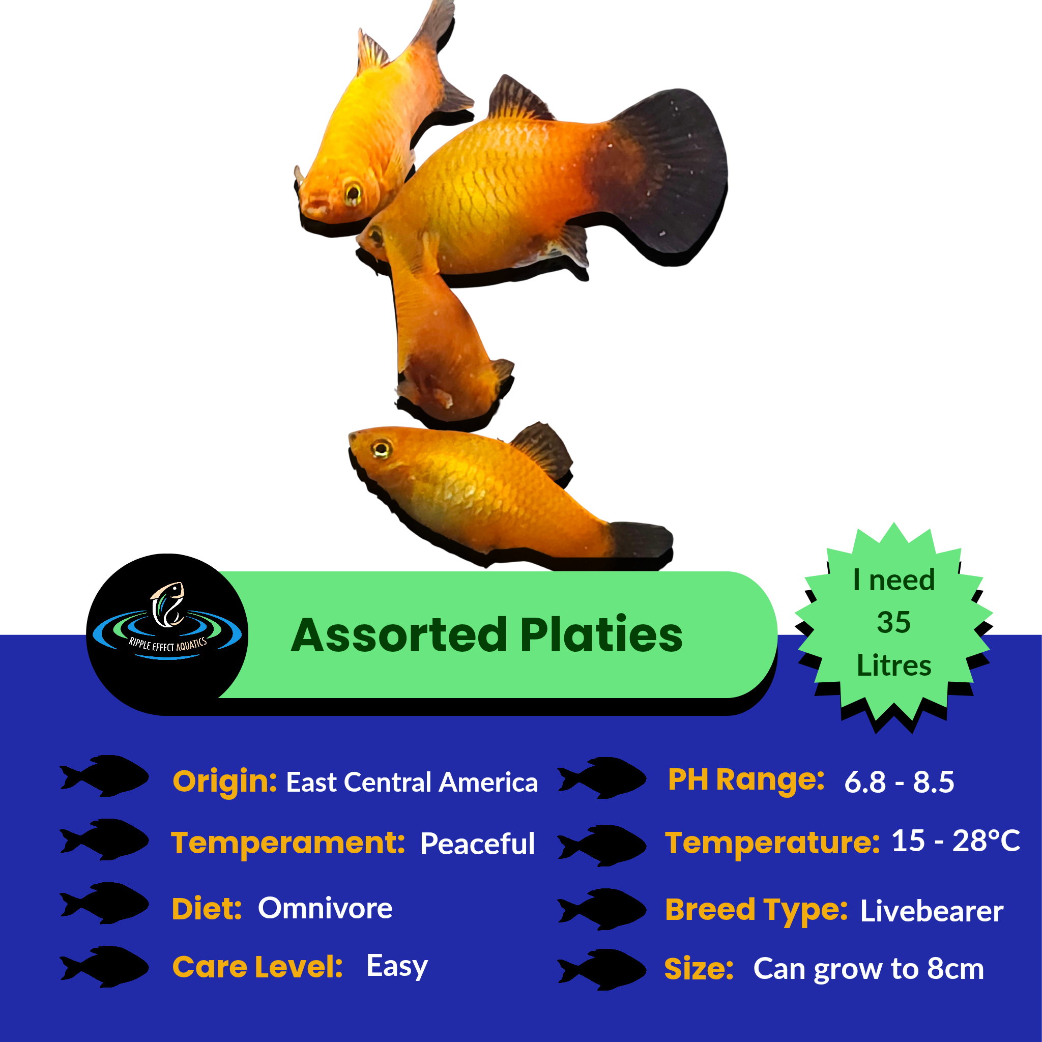 Assorted platies with care information on a blue and green background