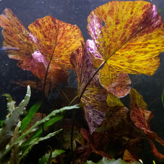 Close-up of aquatic plants with yellow and orange leaves on a dark background