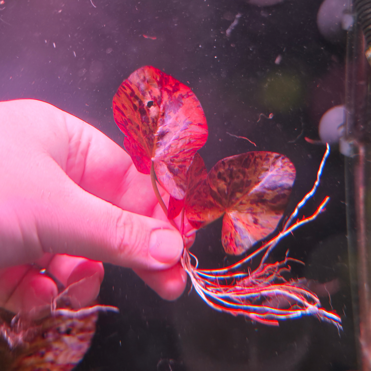 A hand holding a Red Tiger Lotuds, a  red lilypad-like aquatic plant with long fine roots against a dark aquarium background.