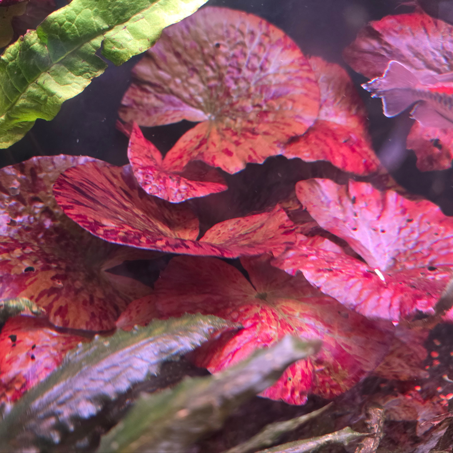 Close-up of red lily leaves in an aquarium