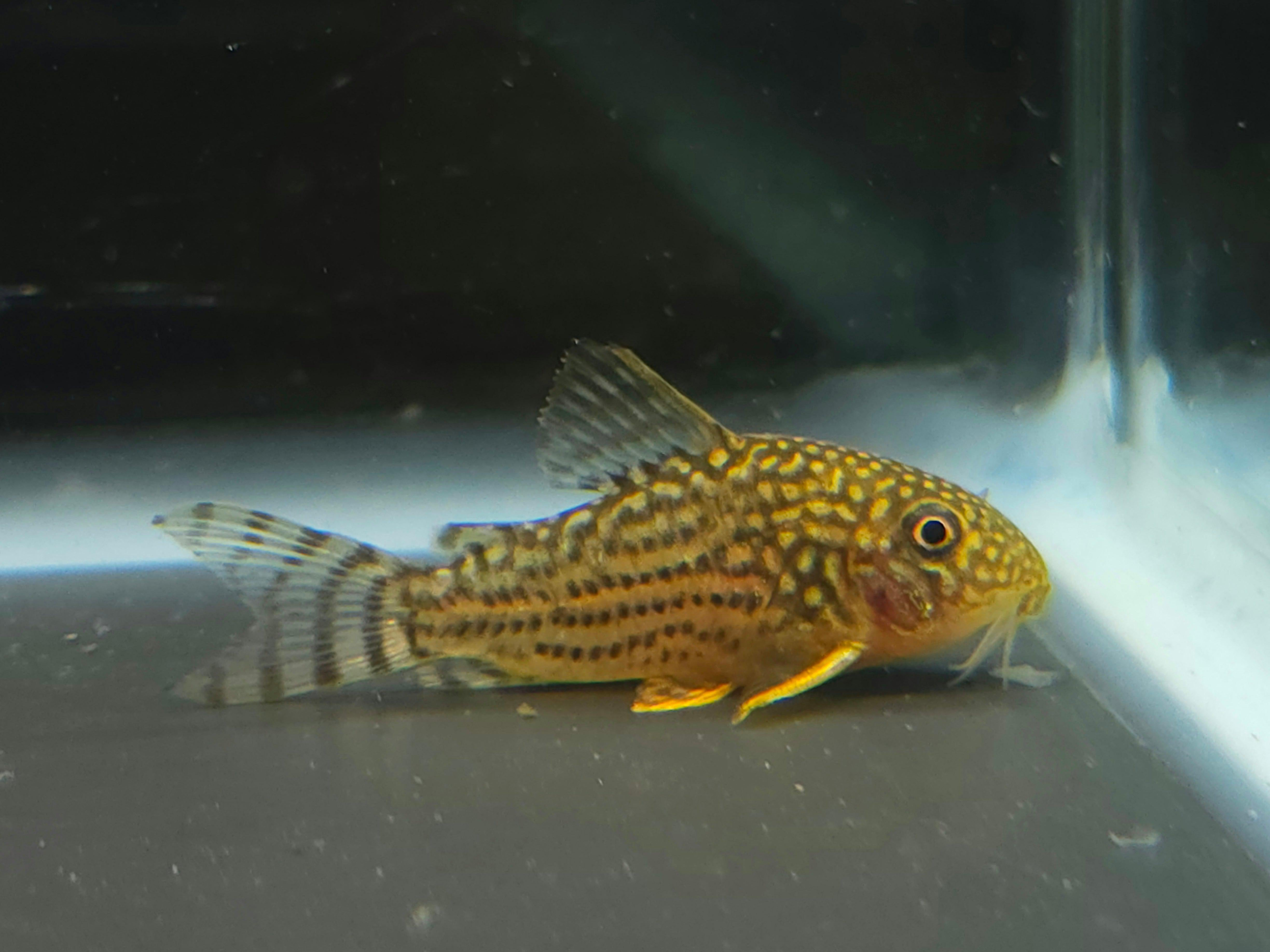 Sterbai Corydora