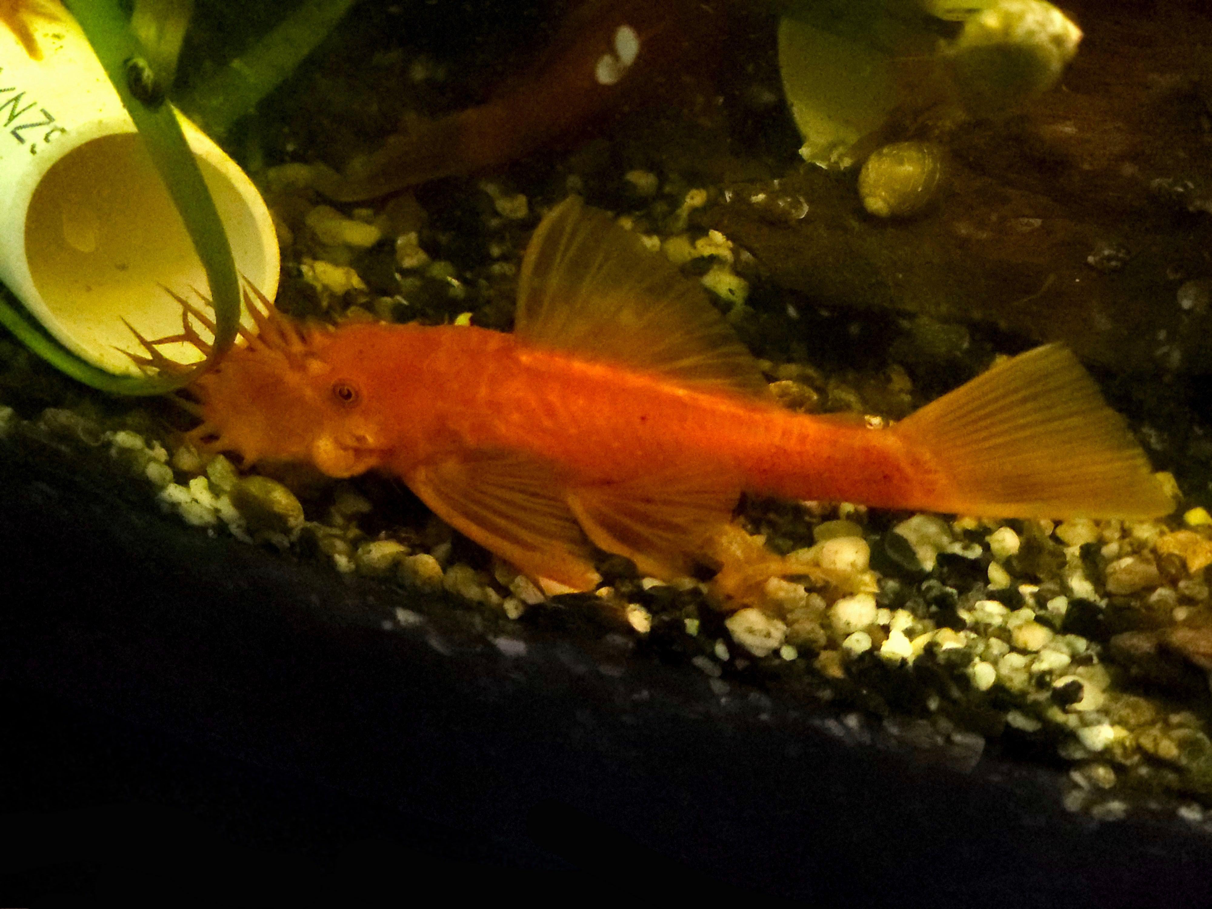 Super Red Bristlenose Pleco