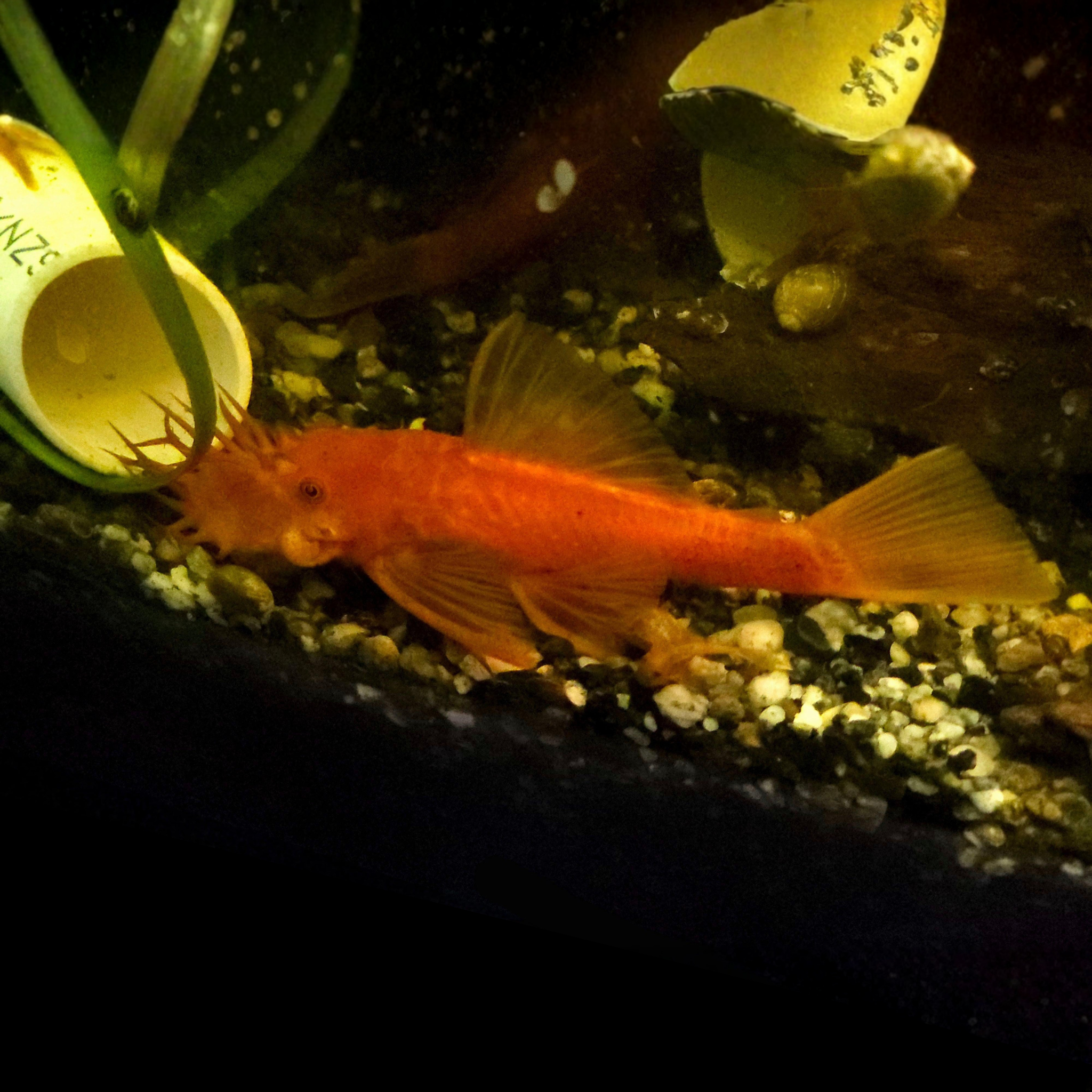 Super Red Bristlenose Pleco with vibrant fiery red colouration - premium algae eater for freshwater tanks