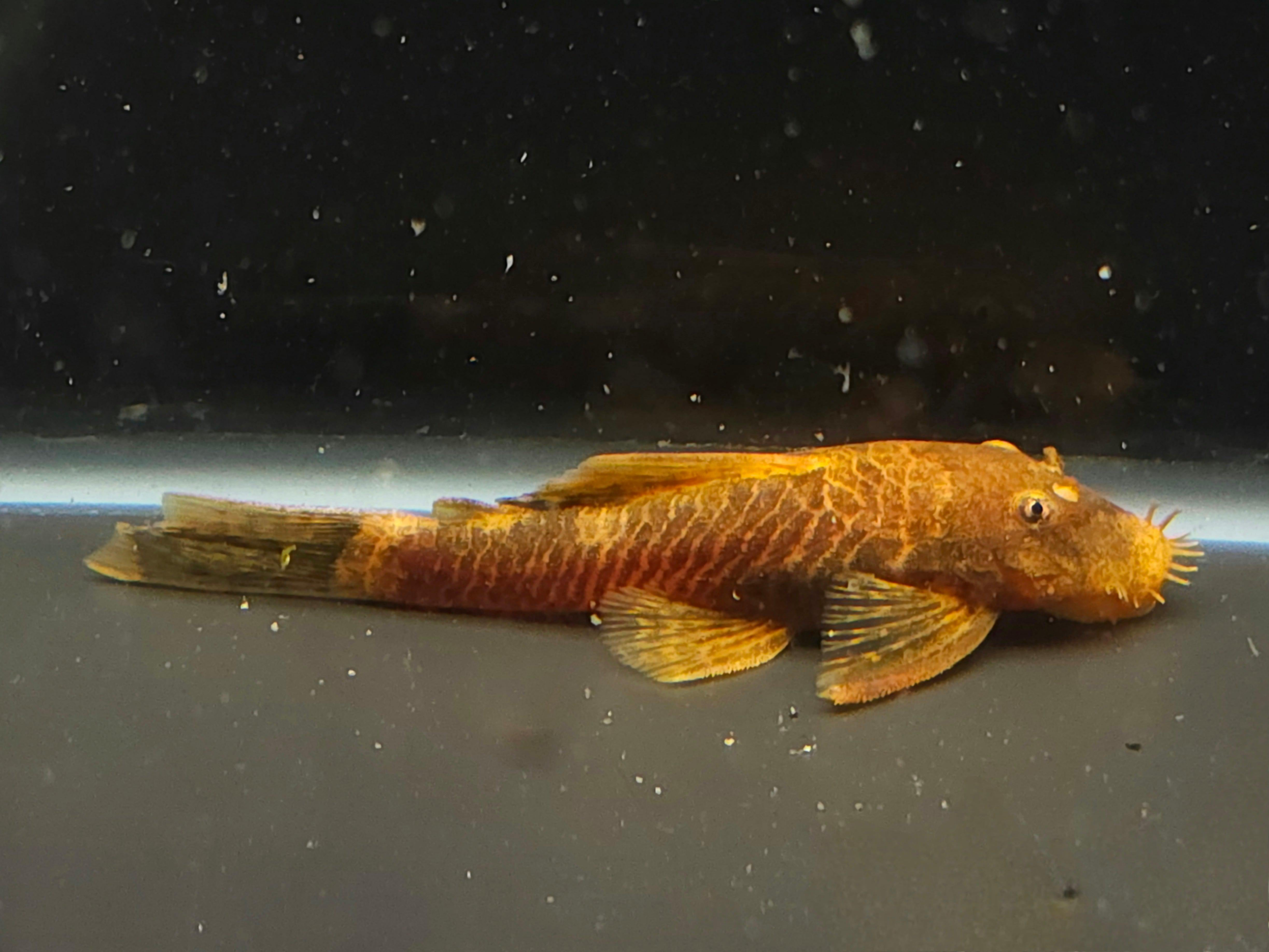 Calico Bristlenose Pleco