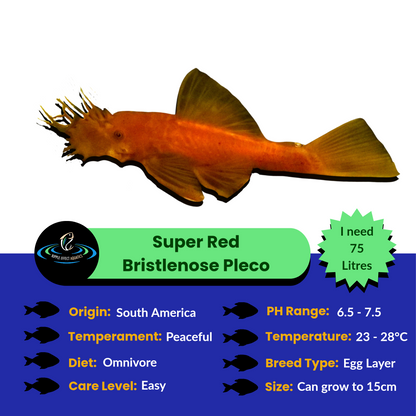 Super Red Bristlenose Pleco with care information on a white background