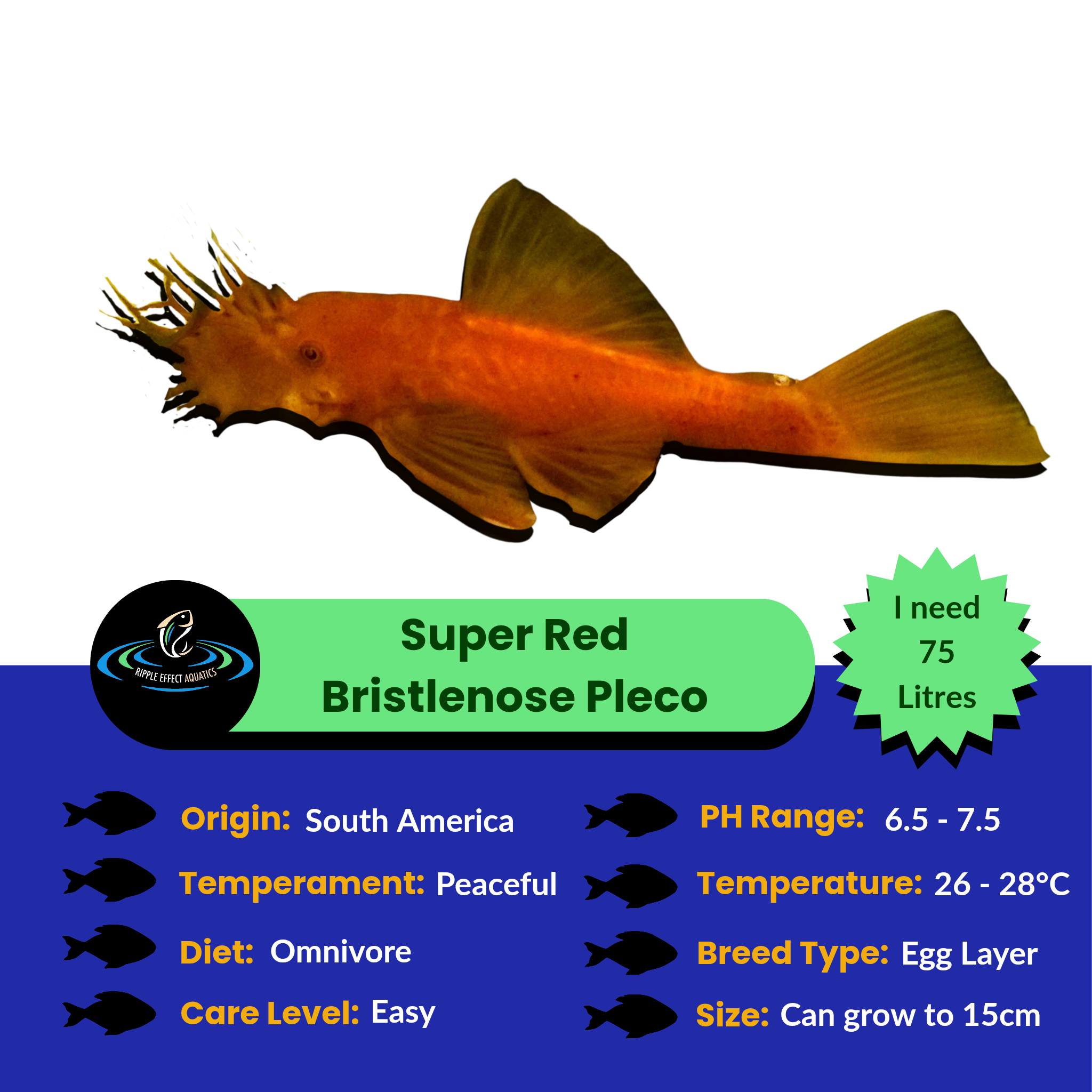 Super Red Bristlenose Pleco