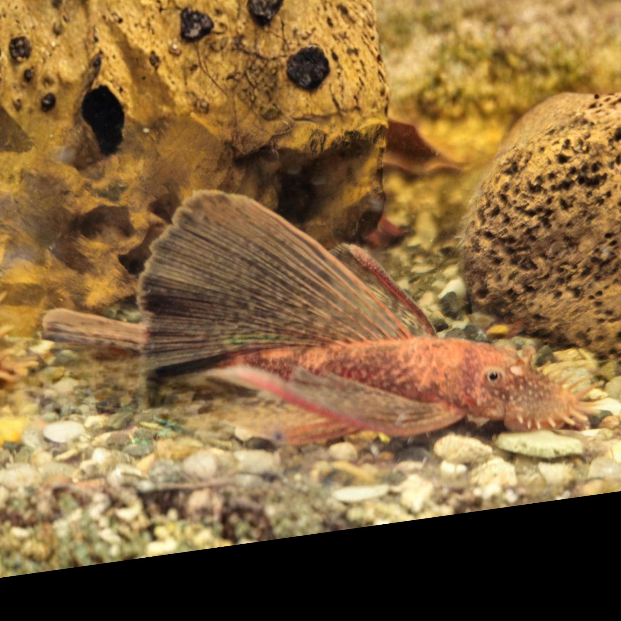 Red catfish swimming in an aquarium with rocks and gravel