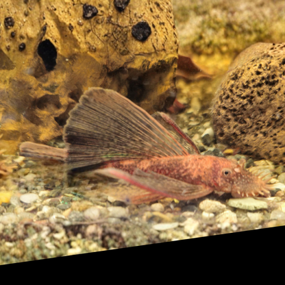 Red catfish swimming in an aquarium with rocks and gravel