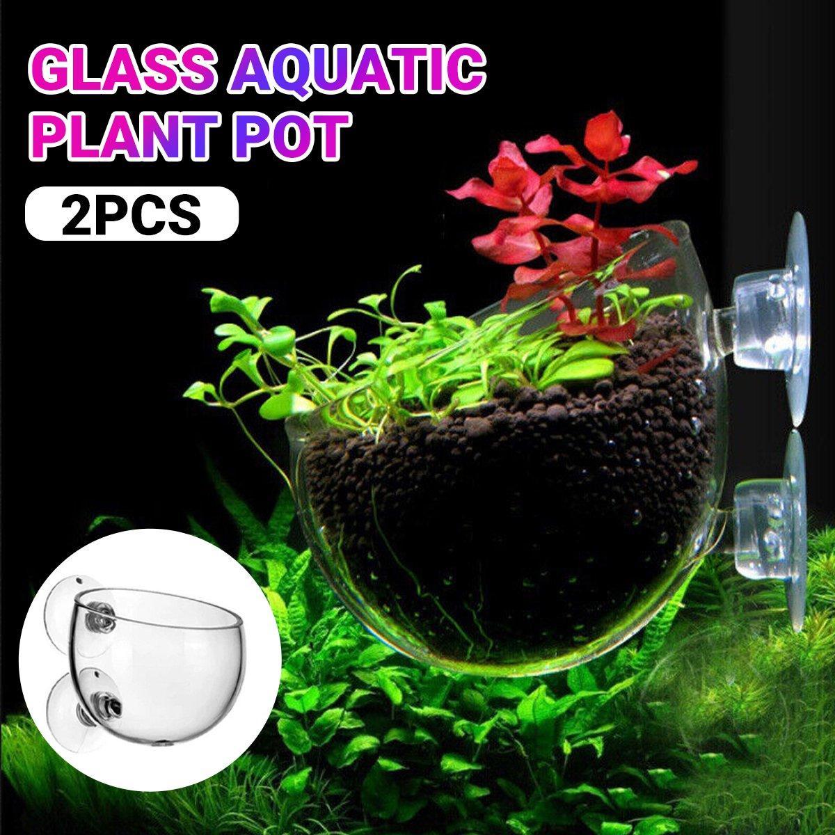 Glass Plant Holder - Aquascaping