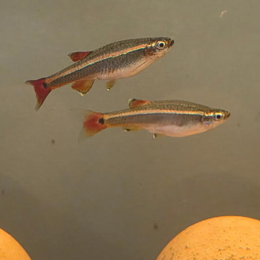 Two small fish with red fins and gray body swimming in a tank with a plain background