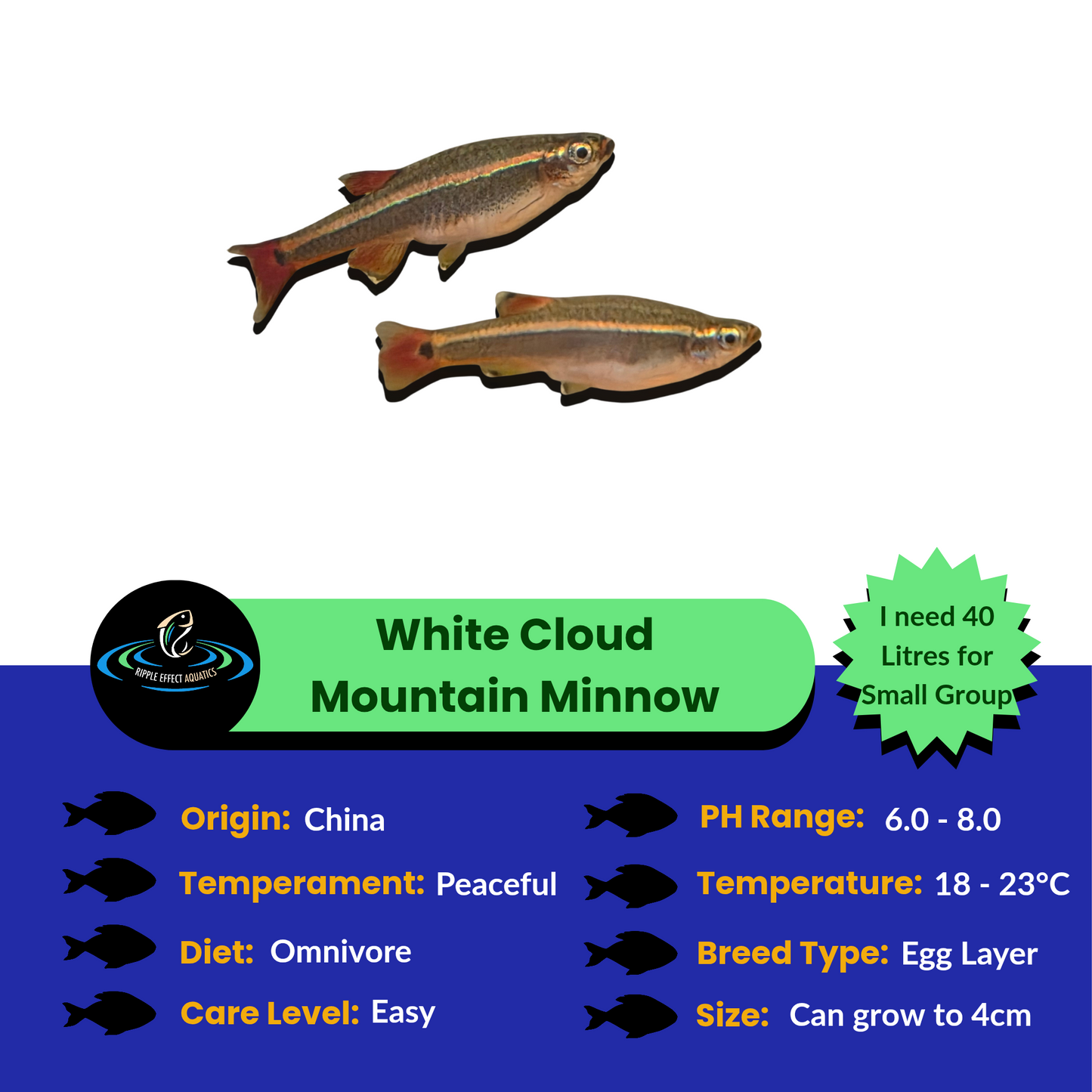 White Cloud Mountain Minnows with care information on a blue and green background