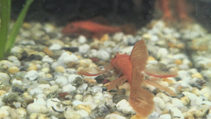 Longfin Super Red Bristlenose Pleco