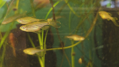 Assorted Danio
