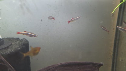 White Cloud Mountain Minnow