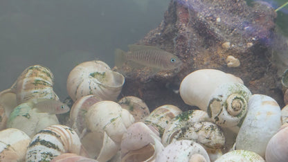 Neolamprologus multifasciatus - Shellies