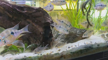 Ellioti Cichlid