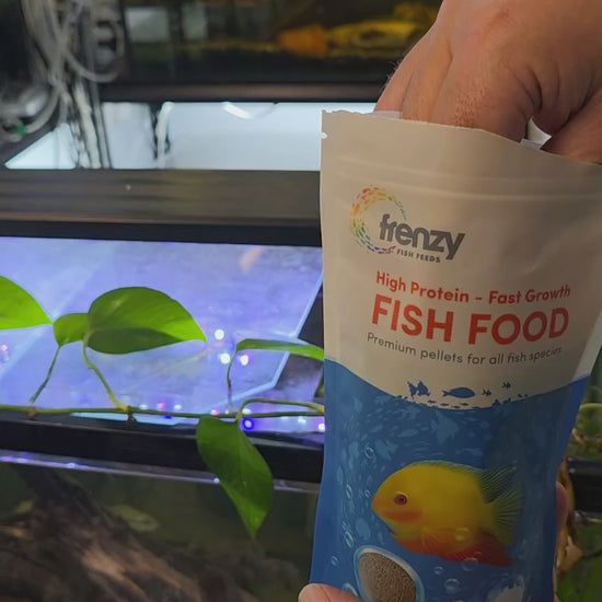 Feeding Cichlids with Frezny FIsh Food