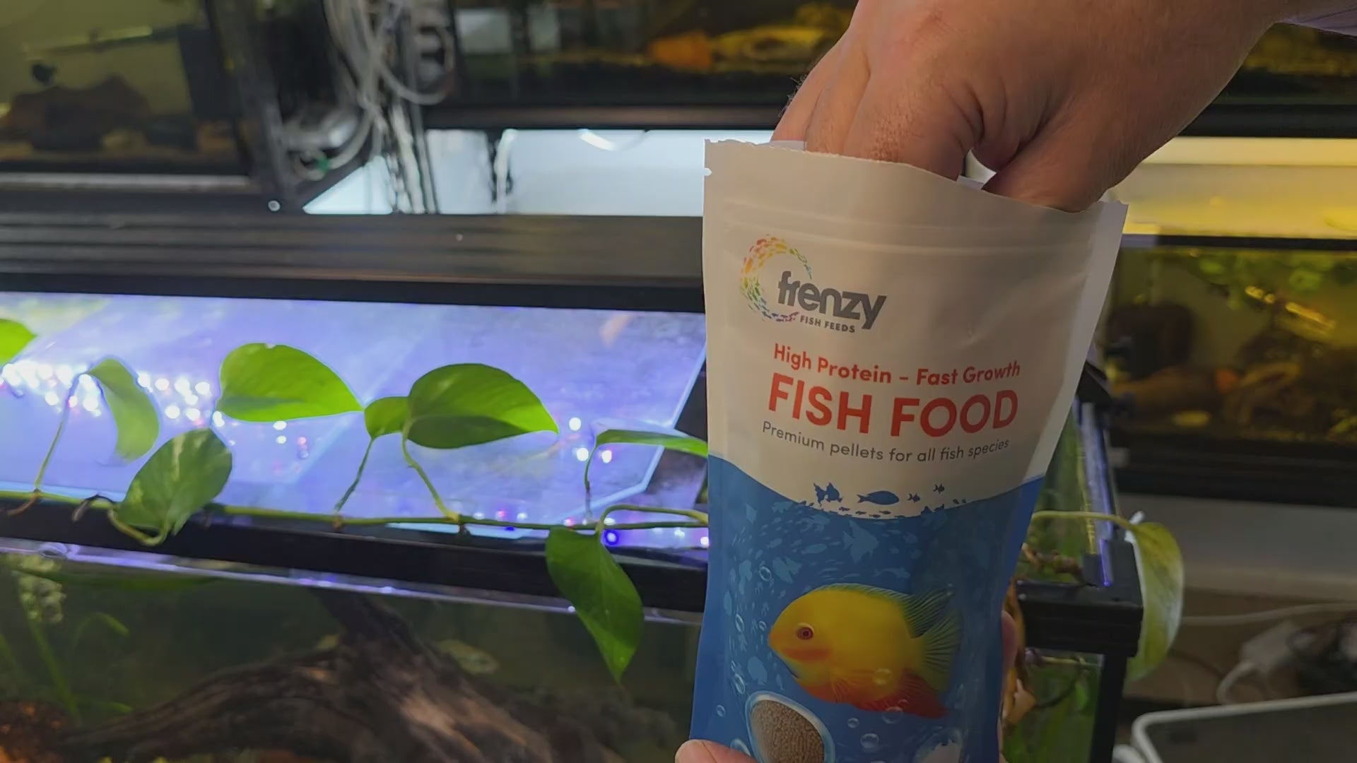 Feeding Cichlids with Frezny FIsh Food