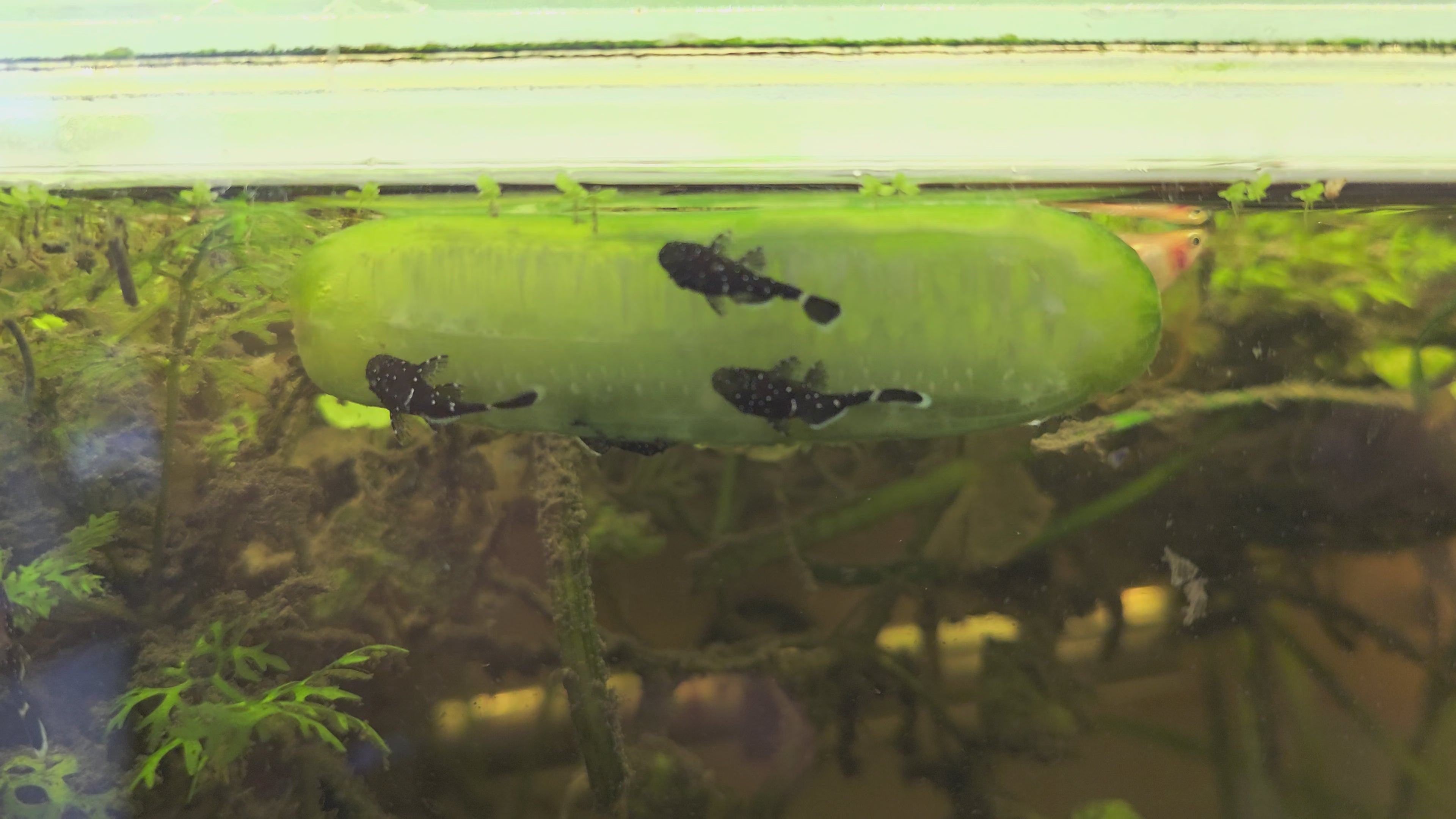 Peppermint Bristlenose