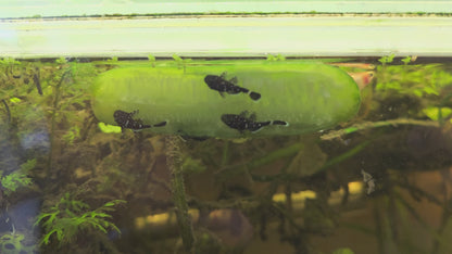 Peppermint Bristlenose