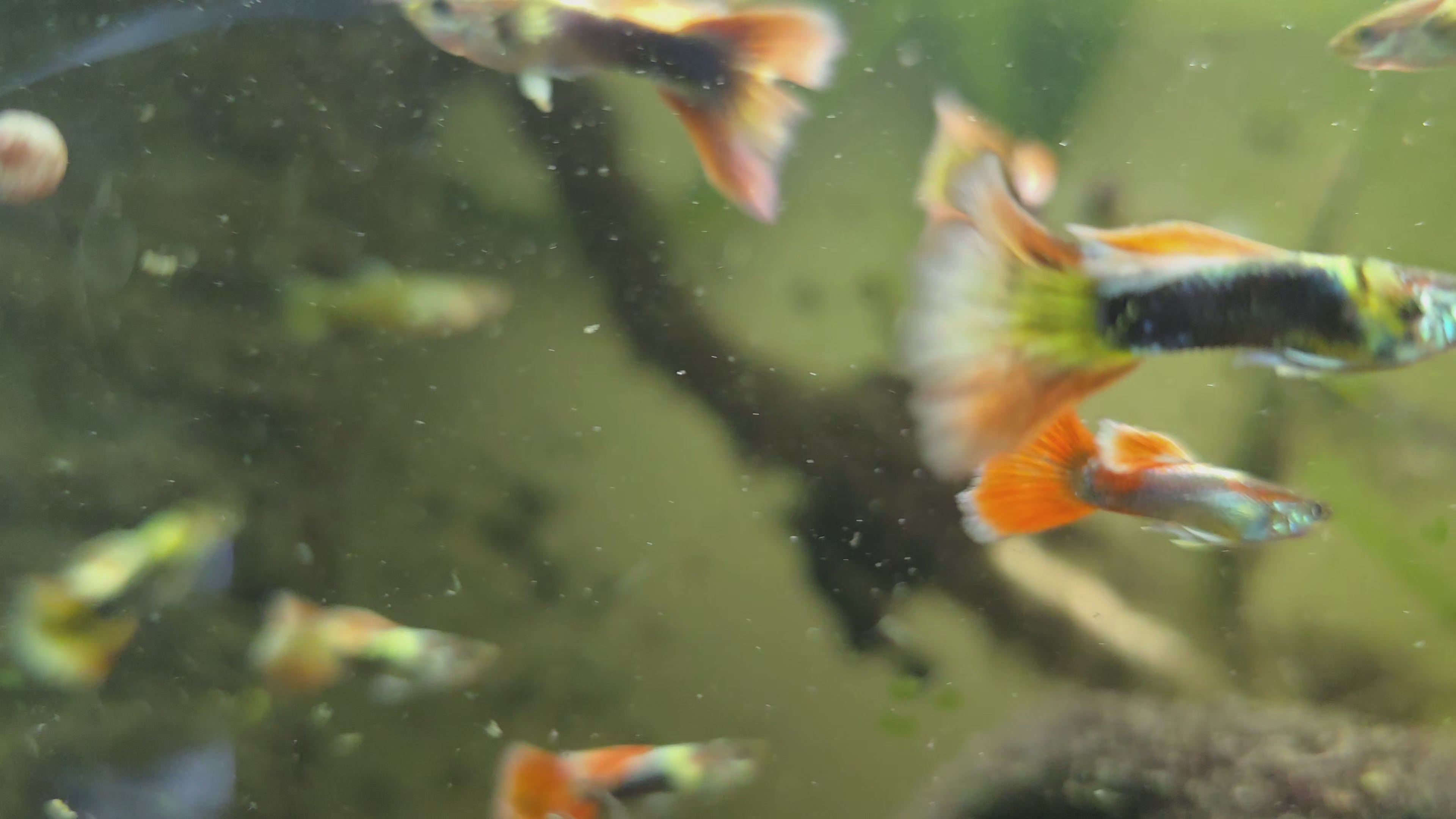 Elephant Ear x 24k Gold Guppy