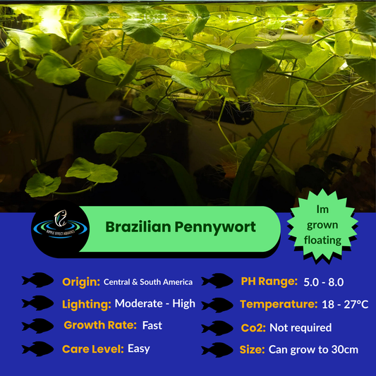 Brazilian Pennywort