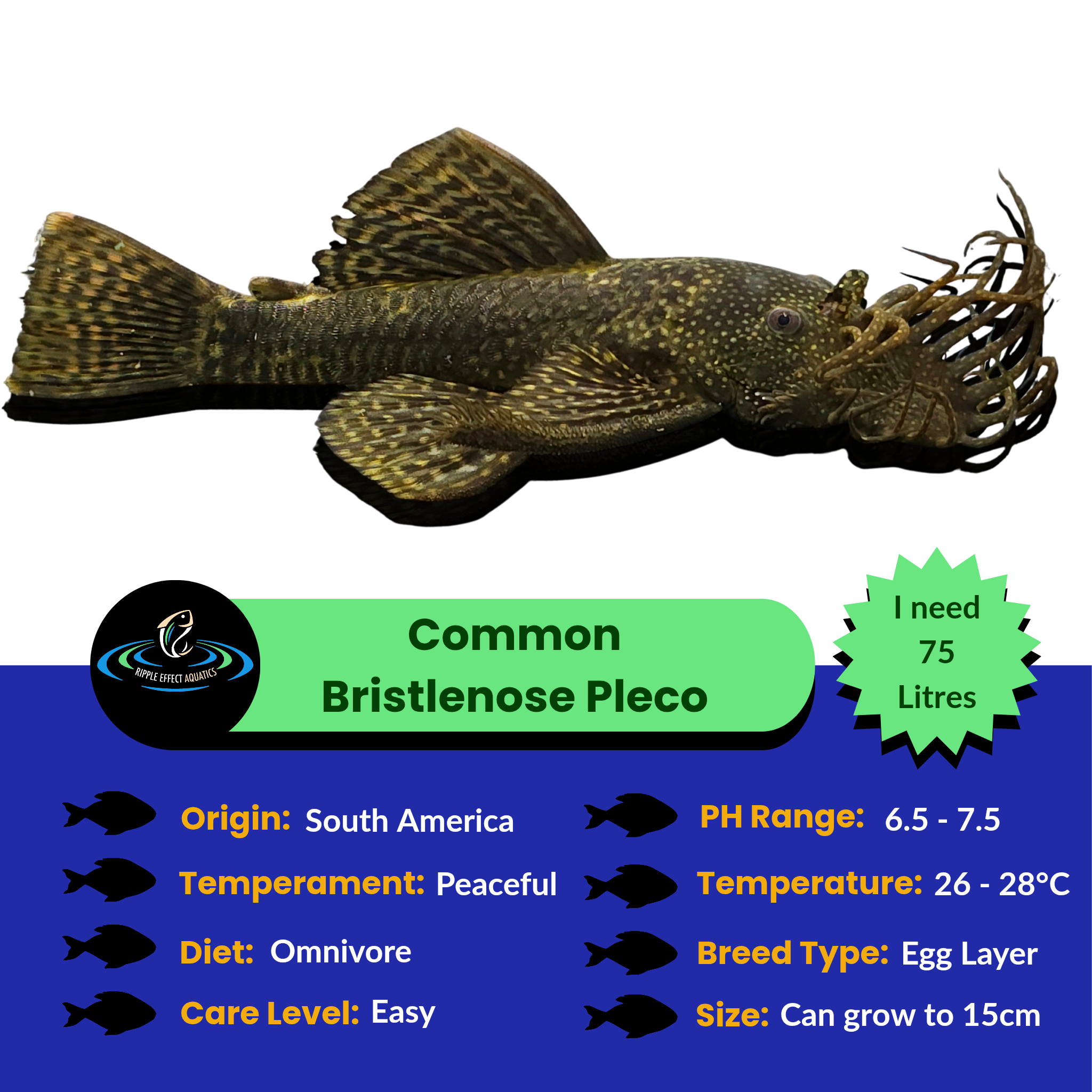 Common Bristlenose Pleco