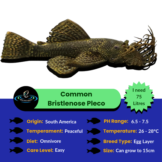 Common Bristlenose Pleco