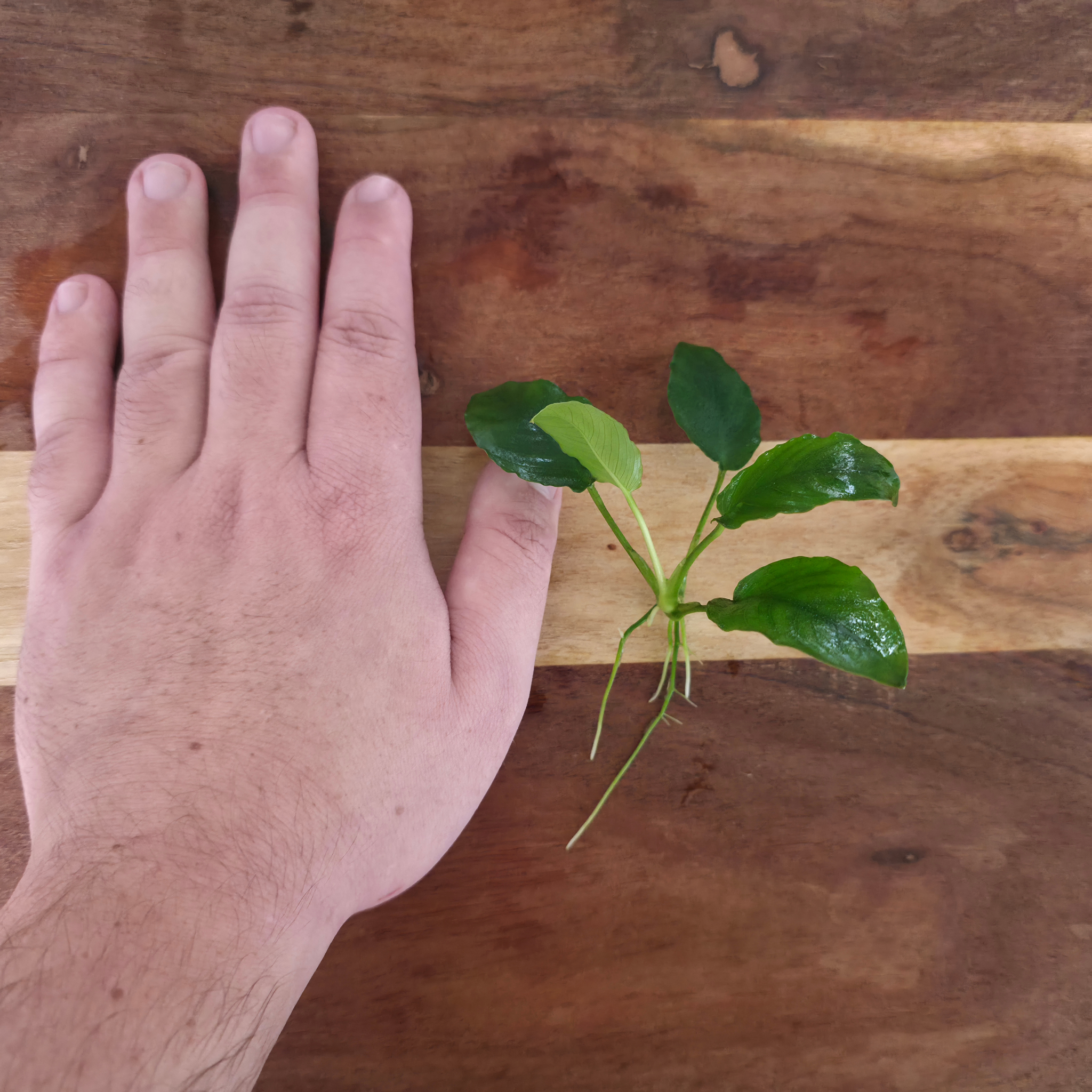 Anubias Nana