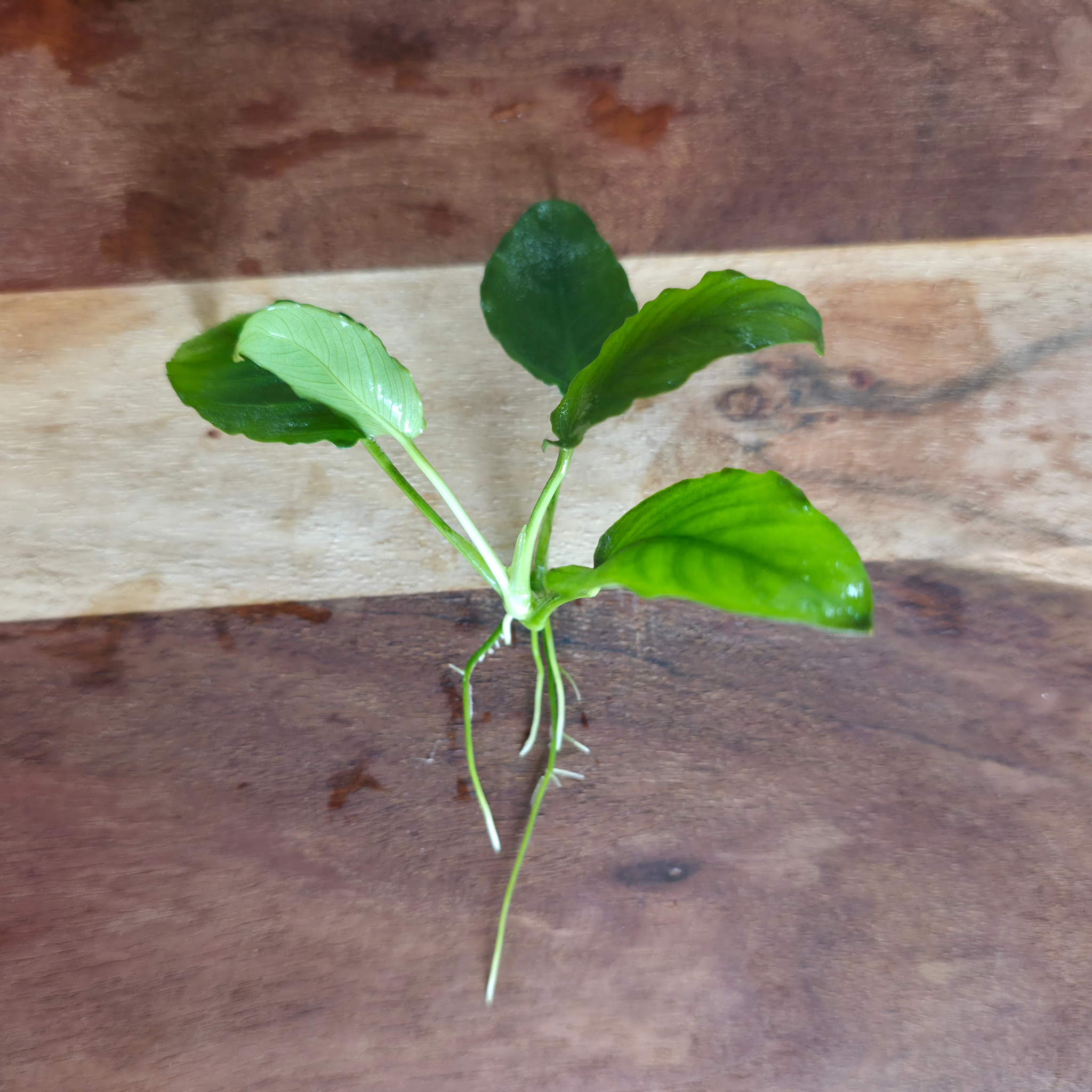 Anubias Nana