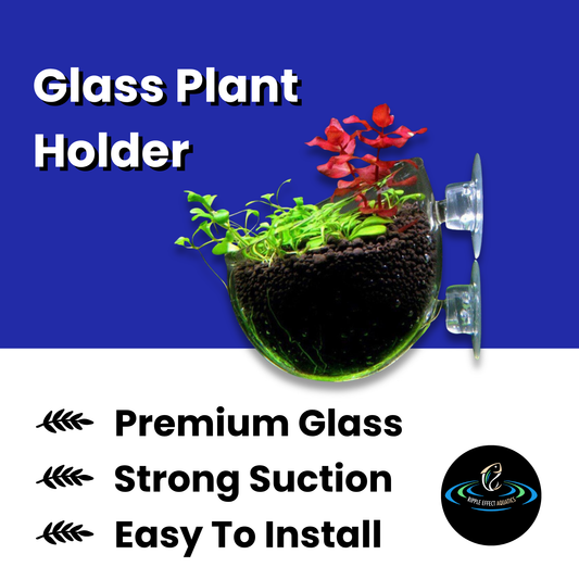 Glass Plant Holder - 2PCS