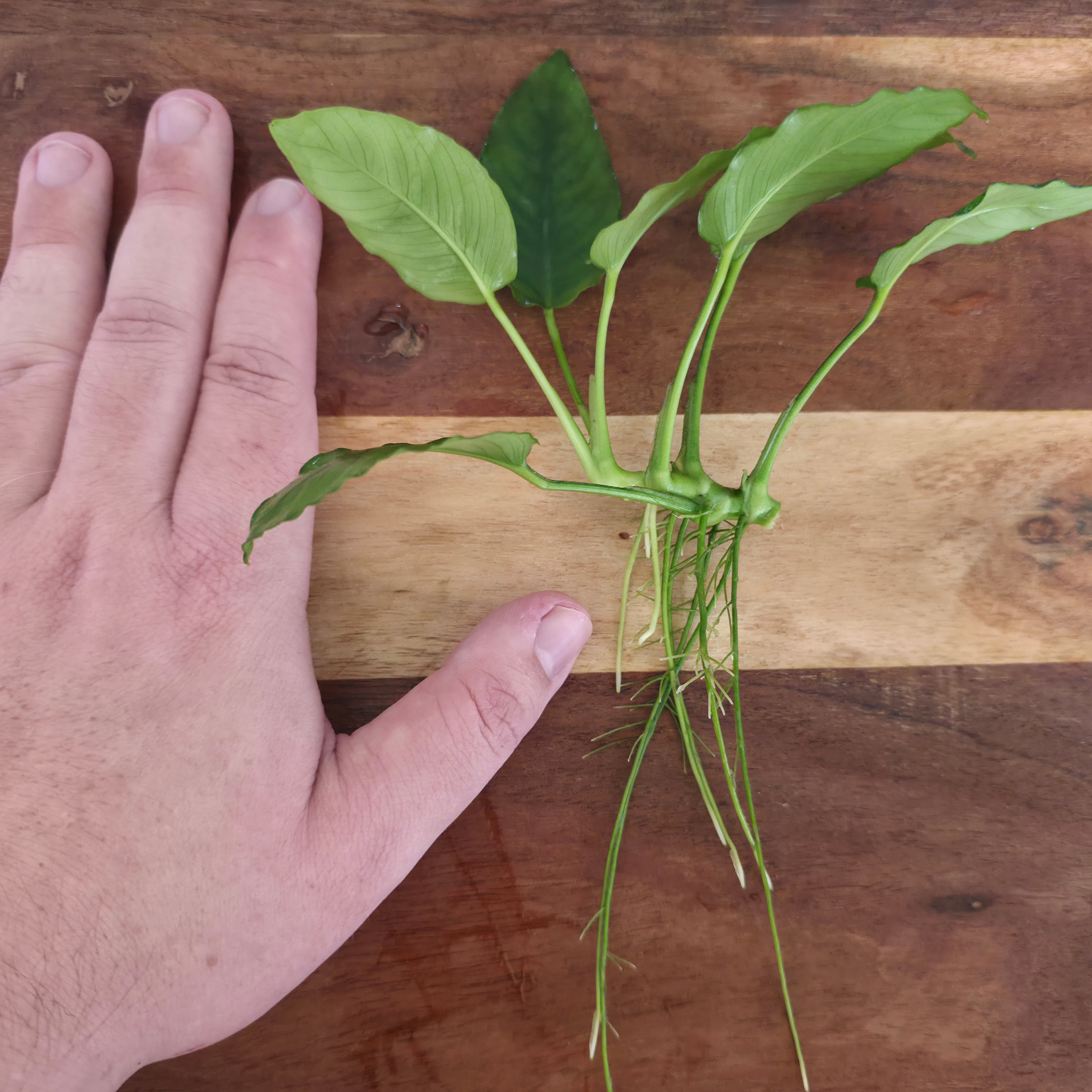 Anubias Nana