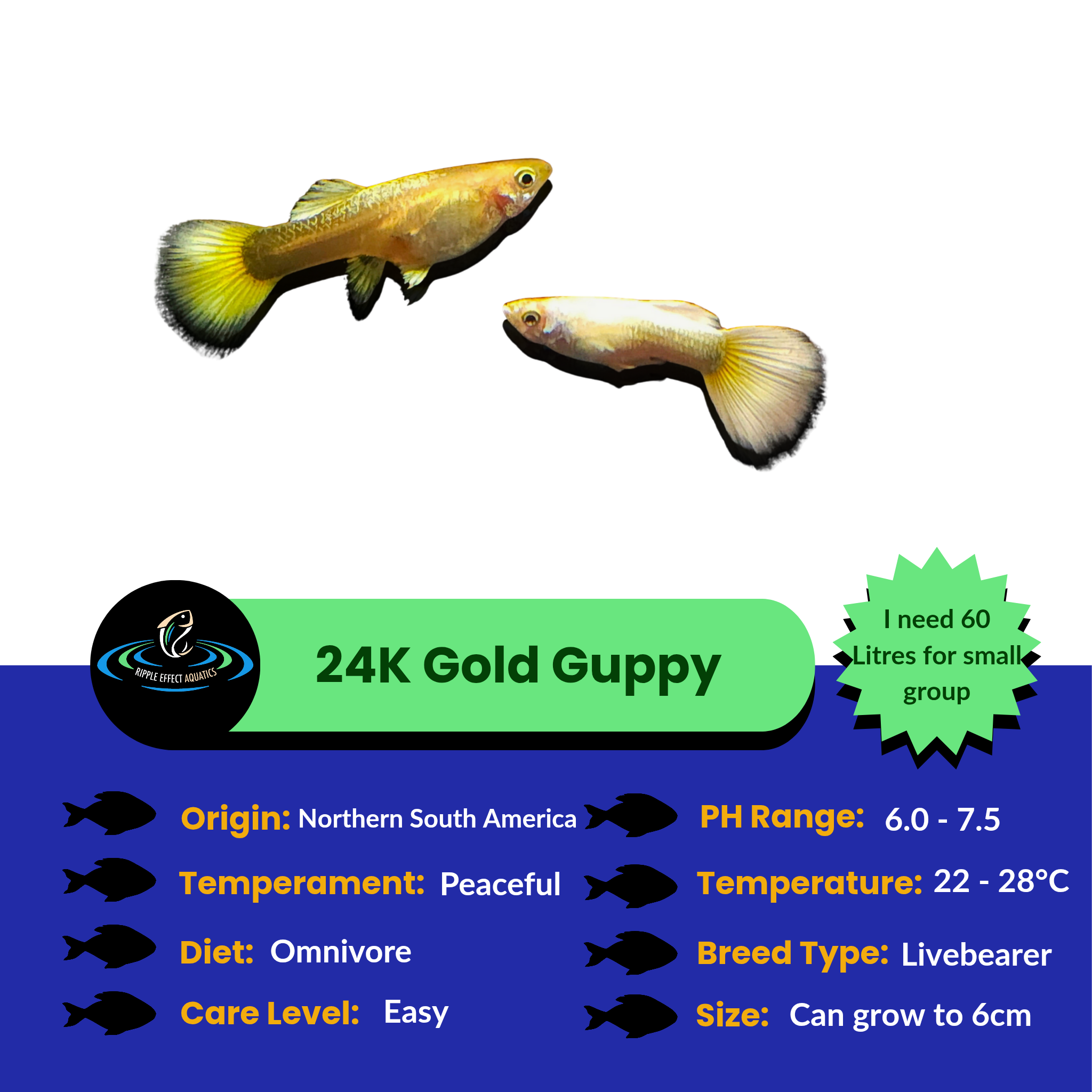 24K Gold Guppy