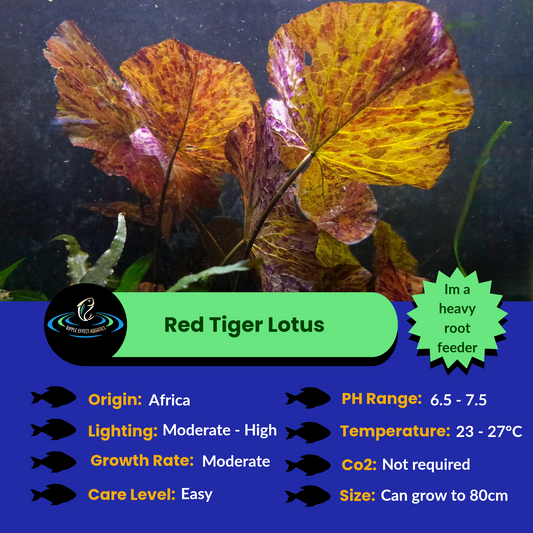 Red Tiger Lotus
