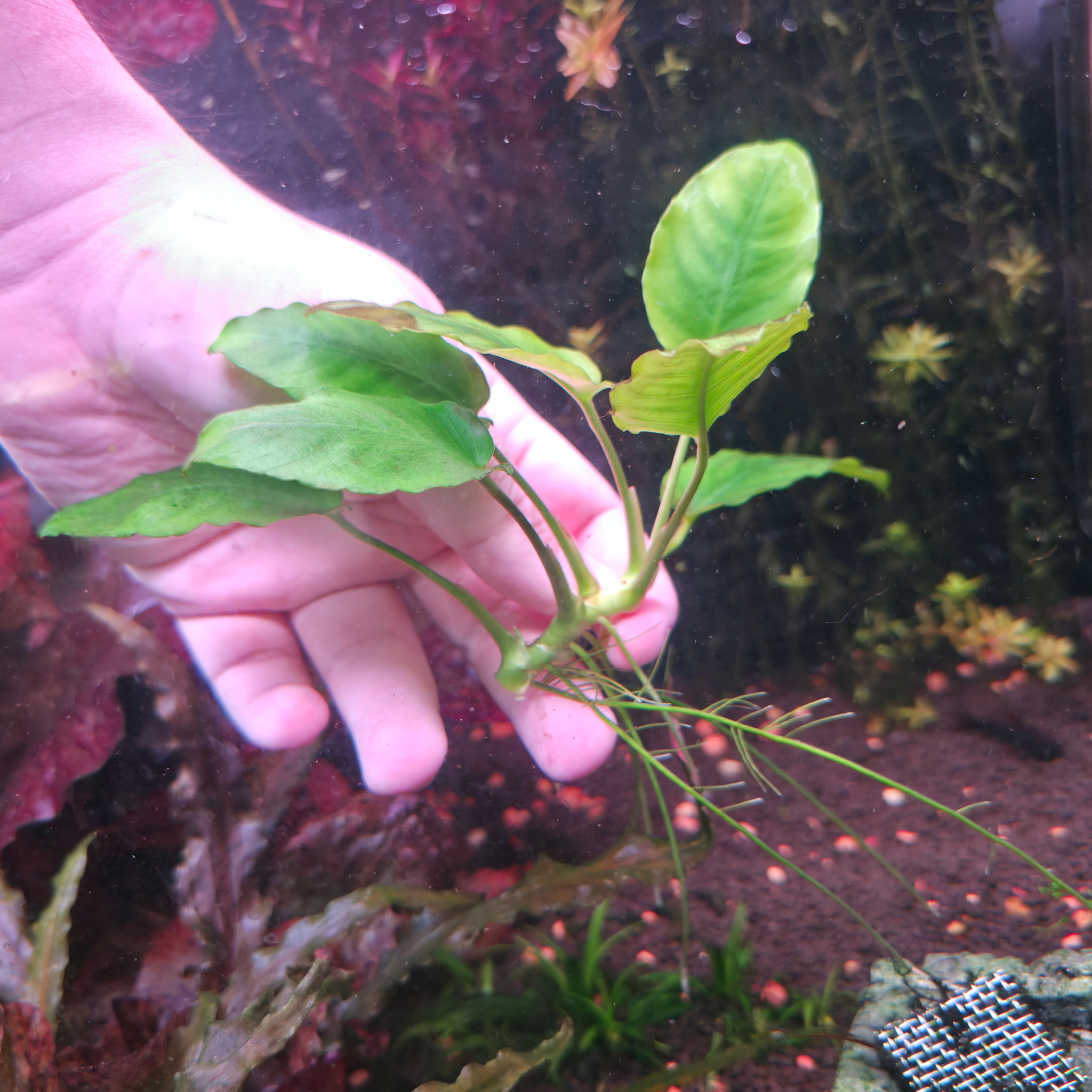 Anubias Nana