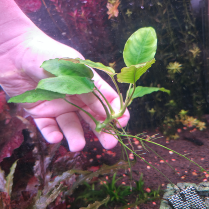Anubias Nana