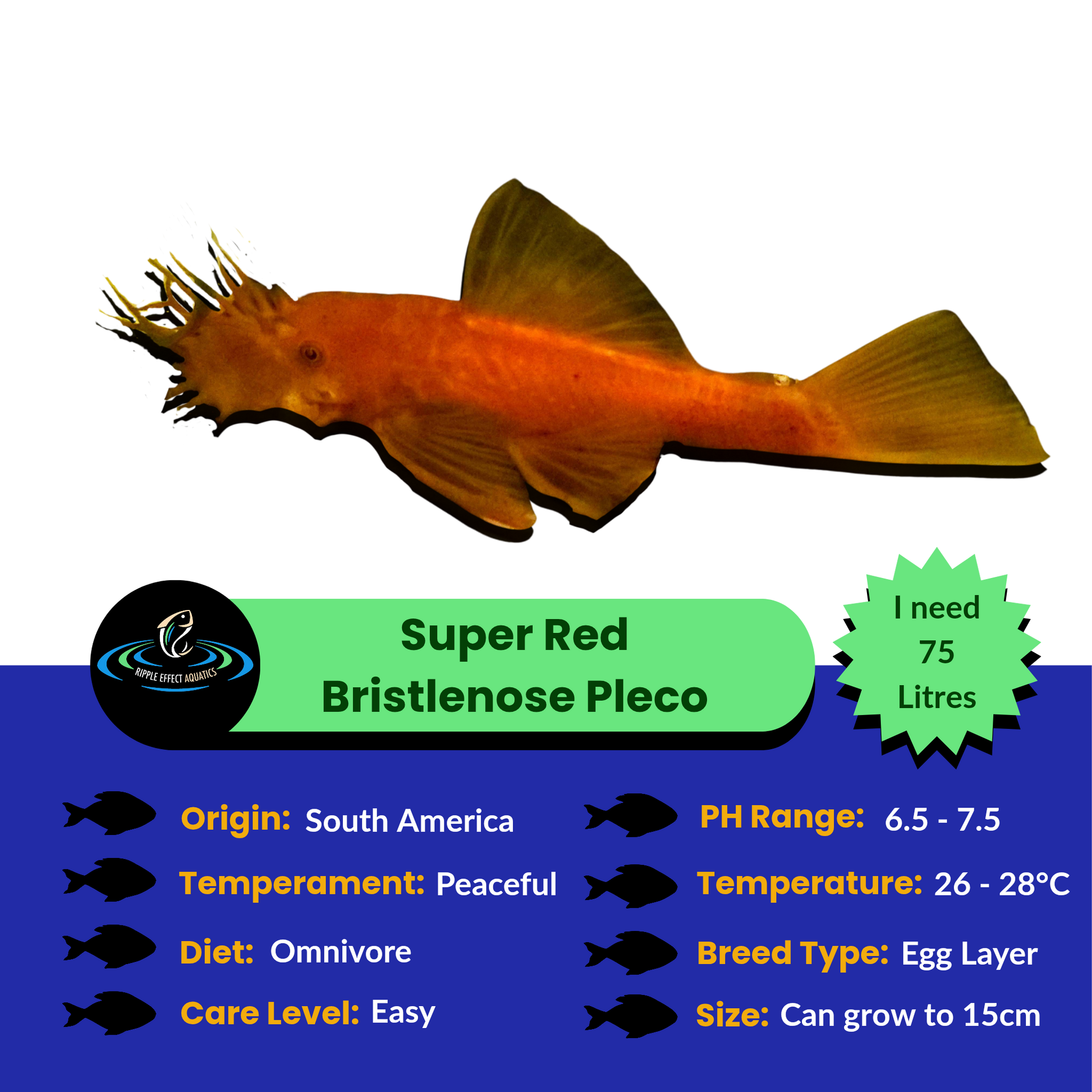 Super Red Bristlenose Pleco