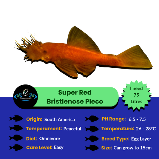 Super Red Bristlenose Pleco