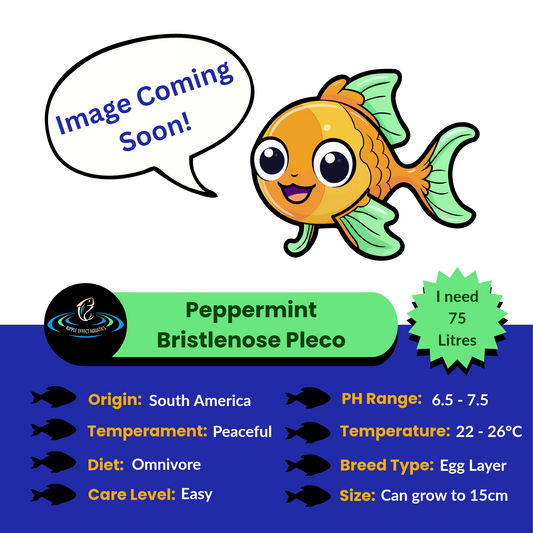 Peppermint Bristlenose