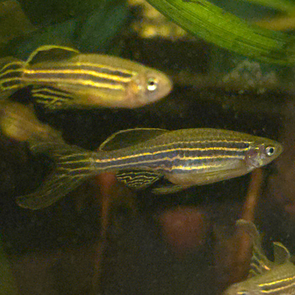 Assorted Danio
